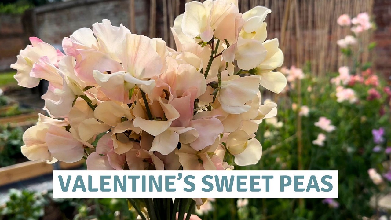Pruning Roses & Sowing Sweet Peas | A Valentine’s Day Tradition // Cottoverdi