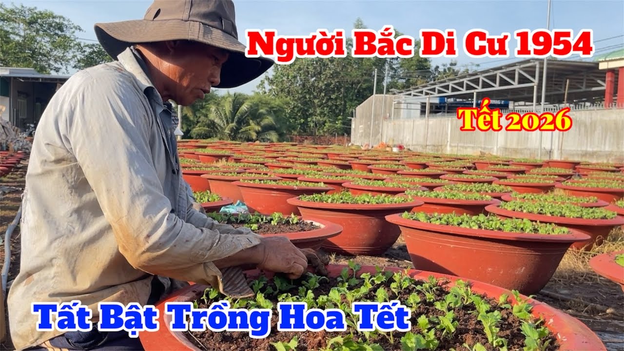 Làng hoa tết gia kiệm rộn ràng trồng hoa tết 2026