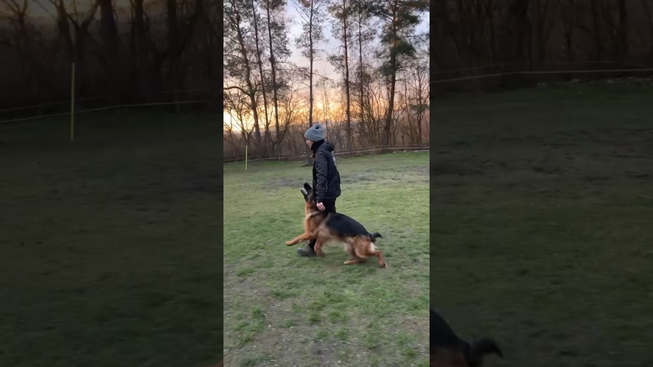 Takhle se to děl&aacute; 💪 chůze u nohy v roce a třech měs&iacute;c&iacute;ch 🐾 #dog #germanshepherd #dogworkout