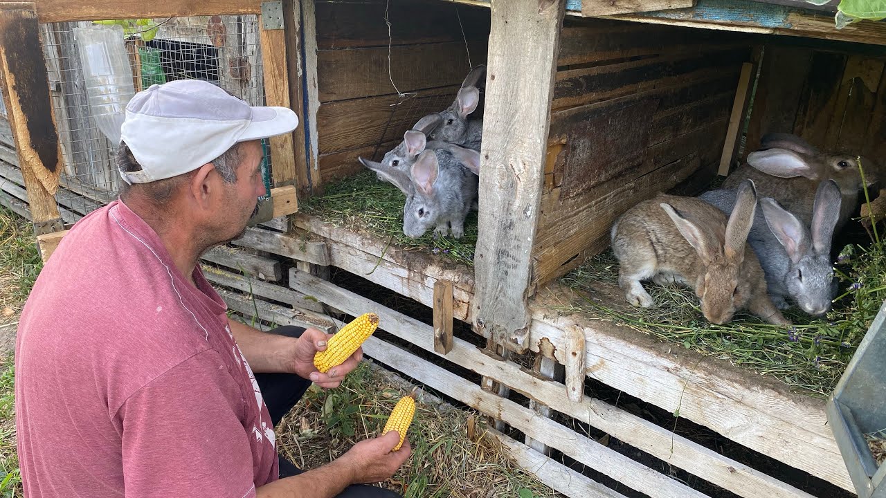 Our Little Farm// From Garden to Feeder: Treats for Chickens, Nutrias & Rabbits