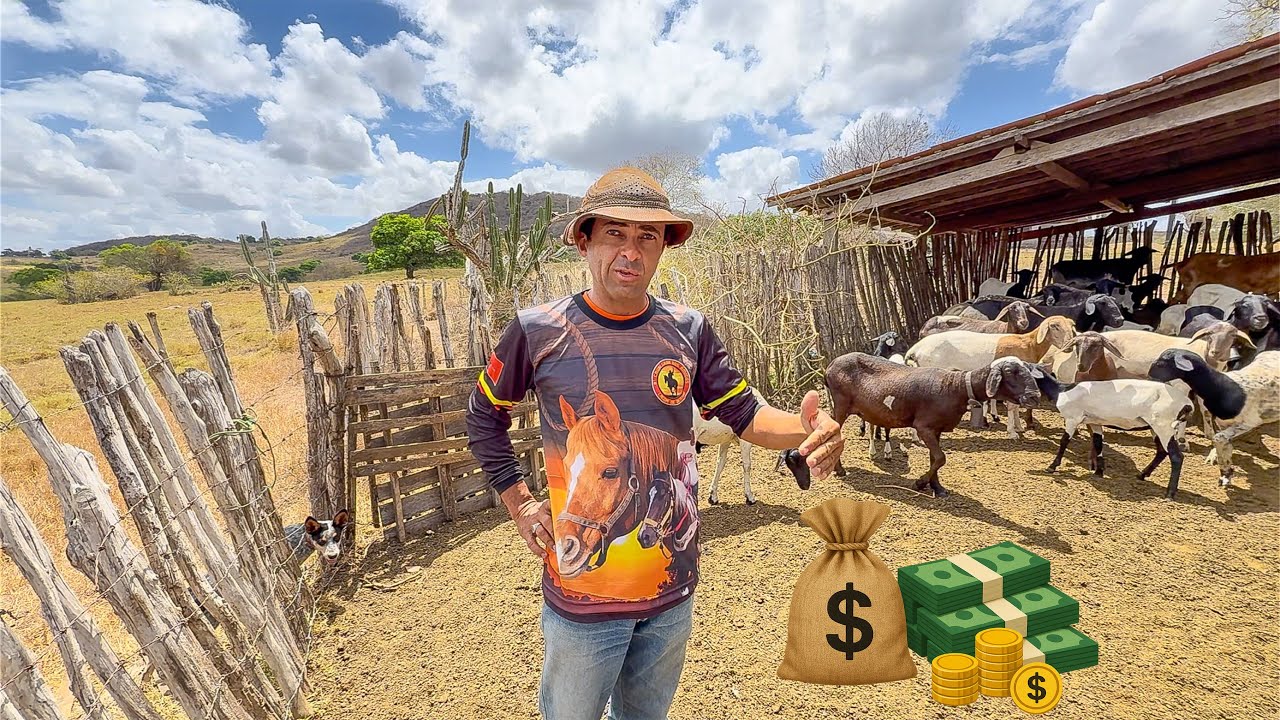 VAQUEIRO MOSTRA QUANTO FATURA CRIANDO CARNEIROS NA FAZENA 🐏 💰 | DANILO PIMENTA