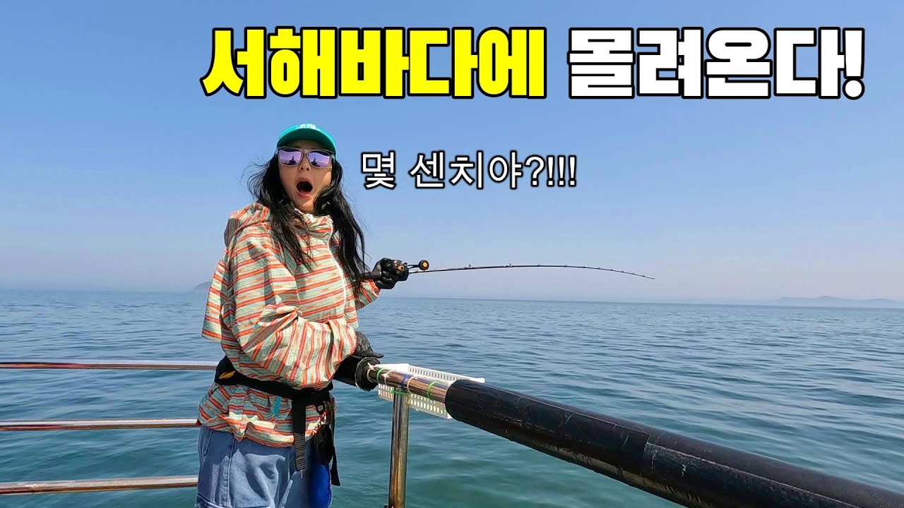 서해바다에 엄청난 덩치들이 몰려온다! 한국에서 제일 많이 먹는 생선! 잡아서 엄마에게 드렸더니!!세상에!!!말이 필요없다!!!