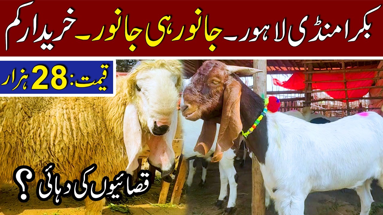 Bakra Mandi |#bakramandi |#mandi |#janwar |#rates |#cheap |#price |#shop |#market |#mutton |#butcher