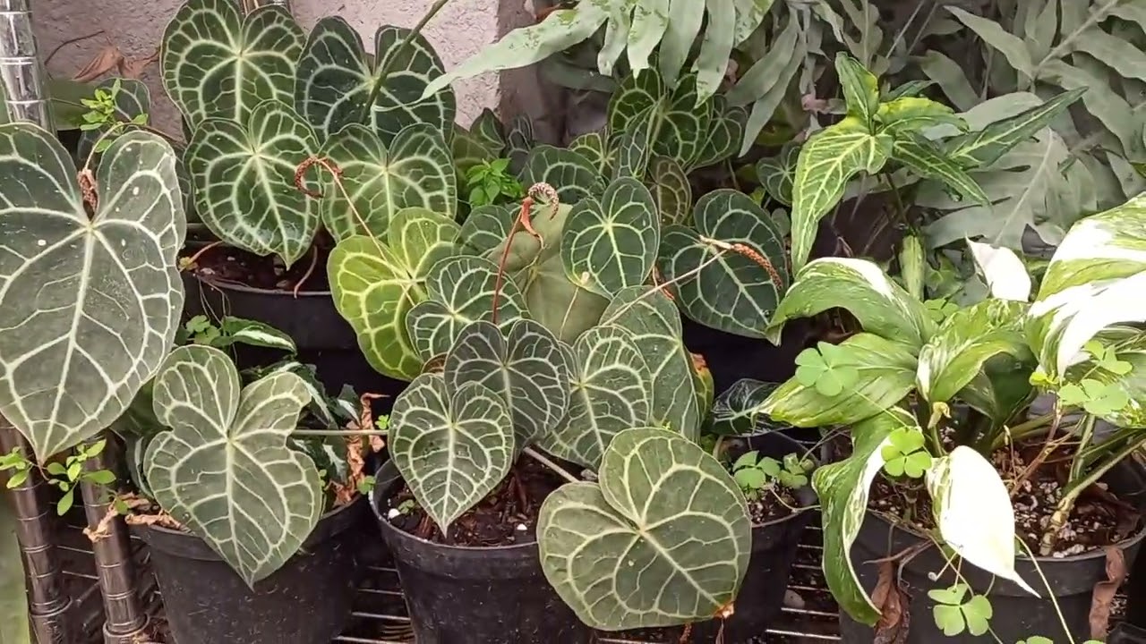 Anthurium Clarinervium/ Cuidados