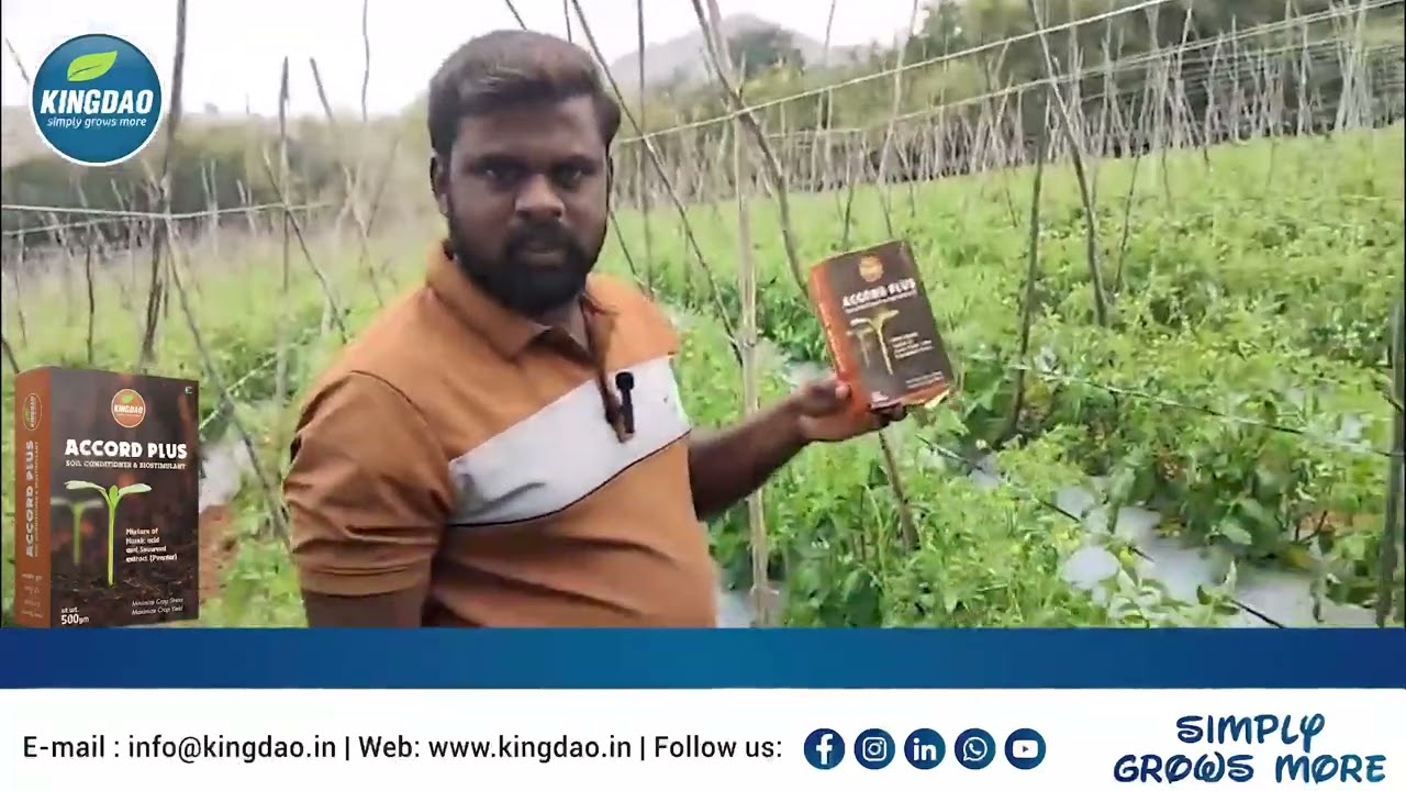 🌿 Farmer Testimonial – Kingdao ACCORD PLUS on Tomato Crop 🍅