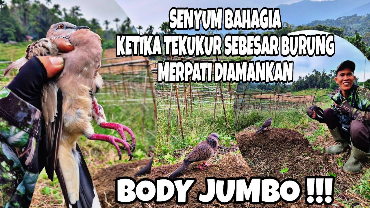 Tekukur BODY JUMBO Sebesar Merpati Berhasil Dibawa Pulang 