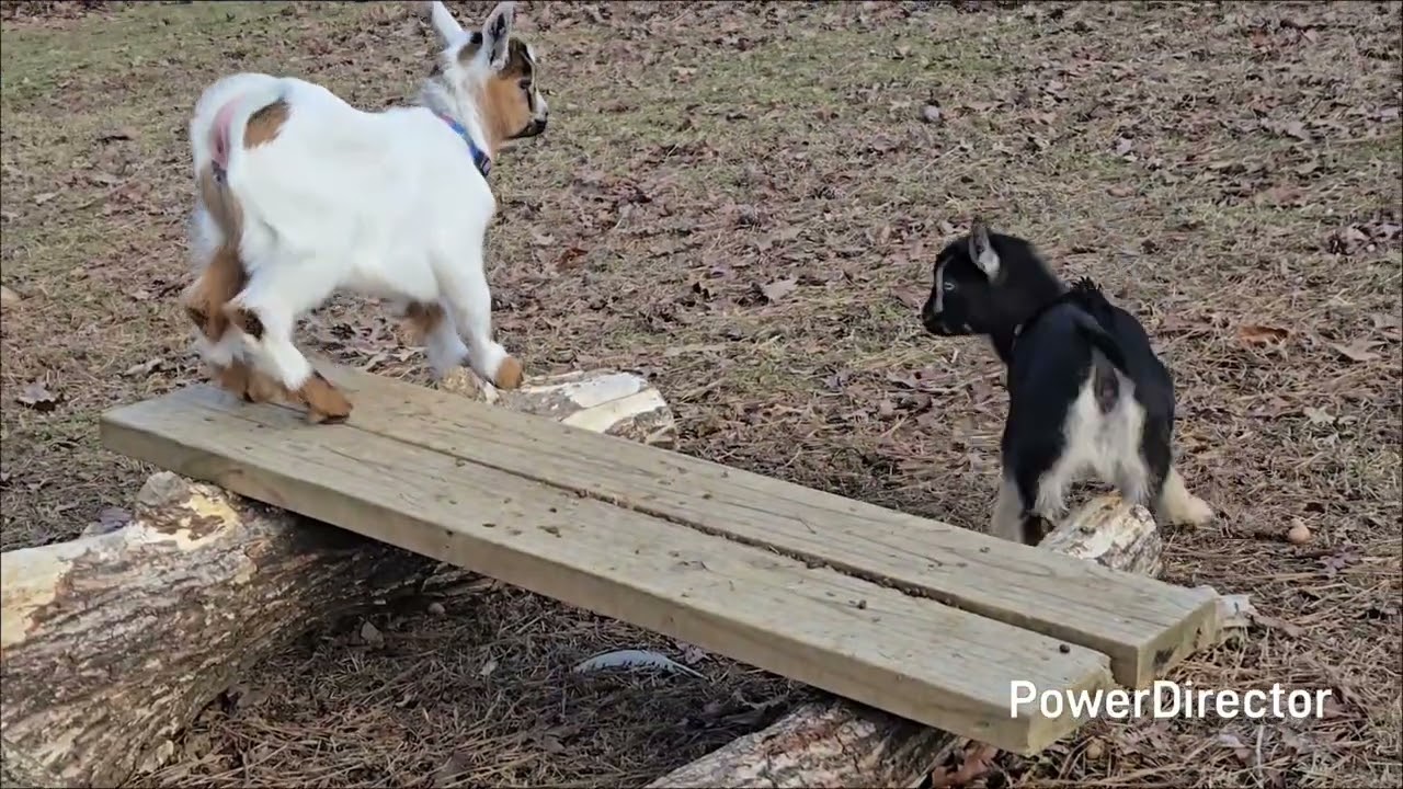 Its a goat day. 