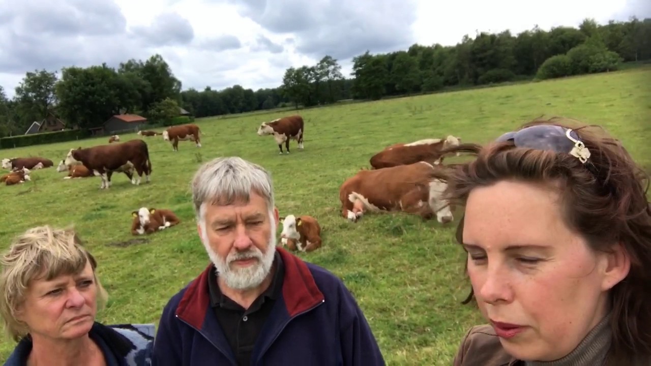 Hereford koeien, interview met de veehouder