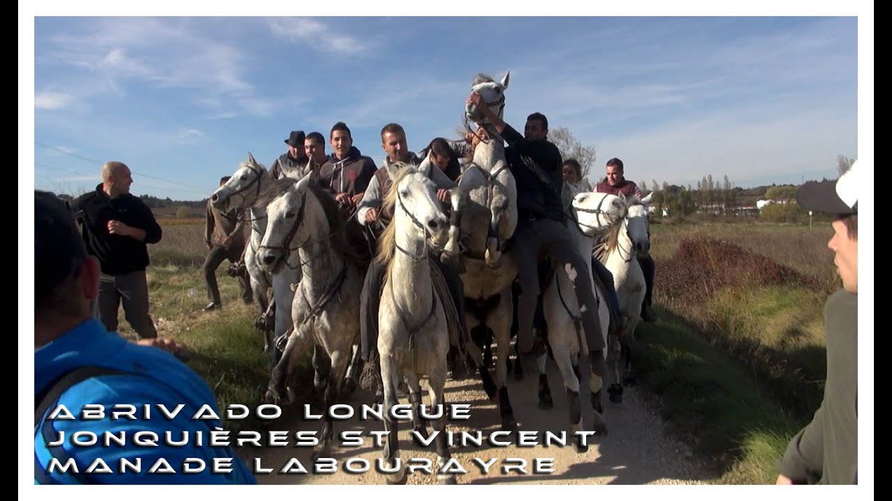 Abrivado Longue Jonquières St Vincent 14-11-2015