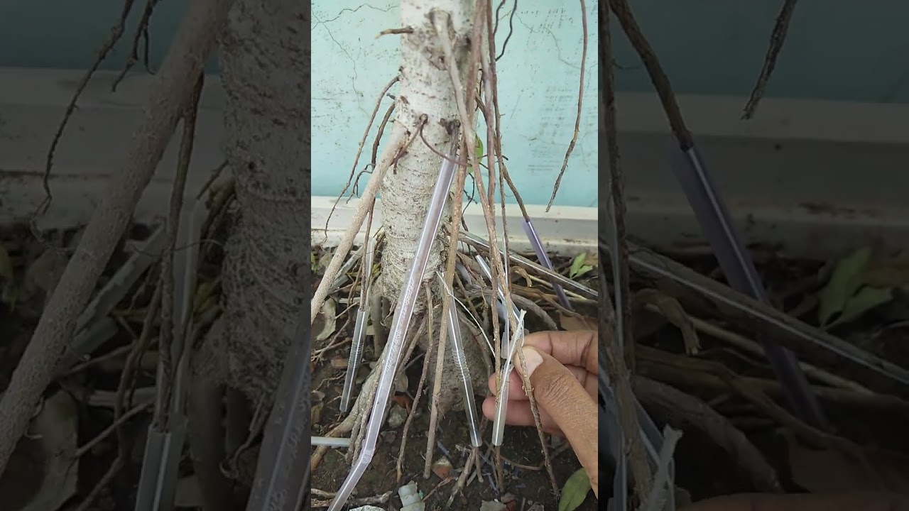 how to grow aerial roots in banyan tree 