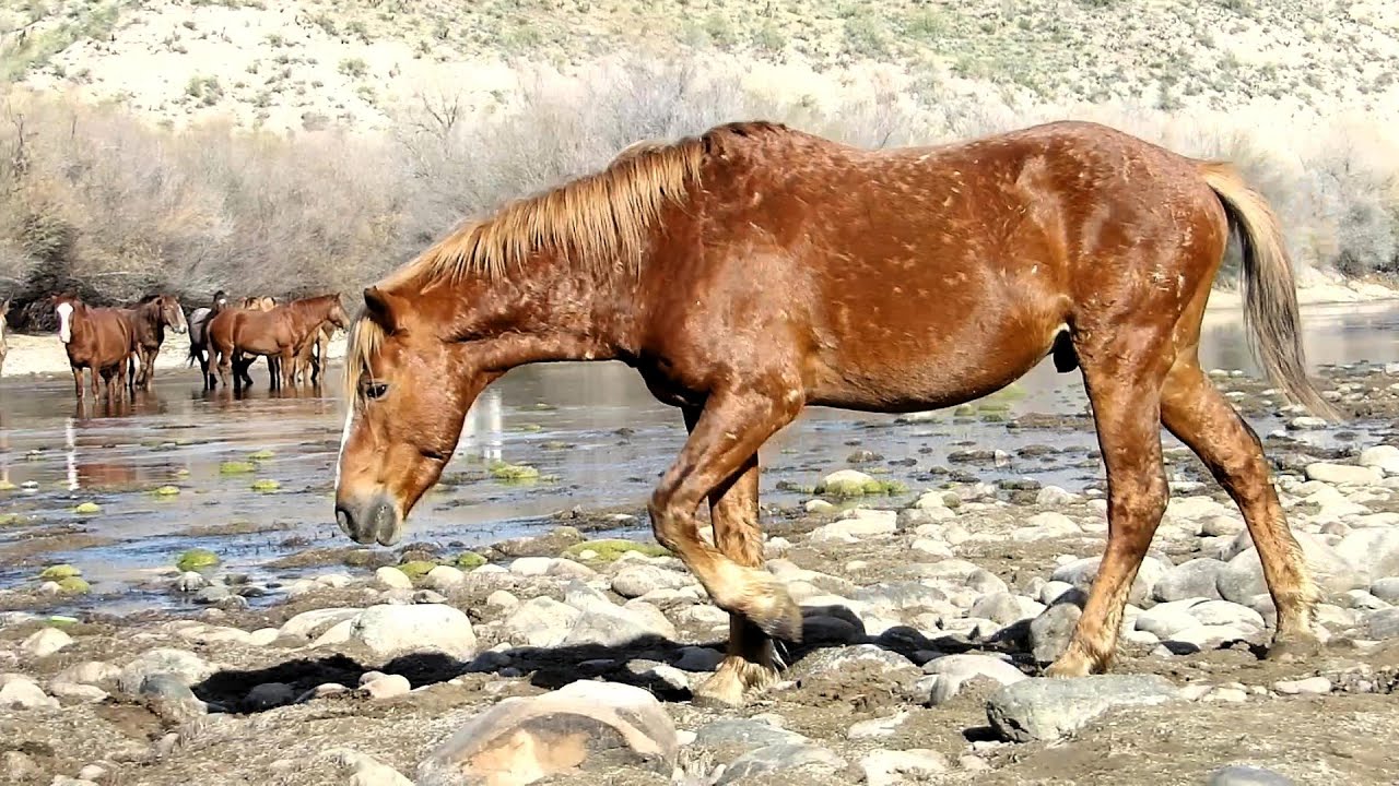 Beautiful Horses