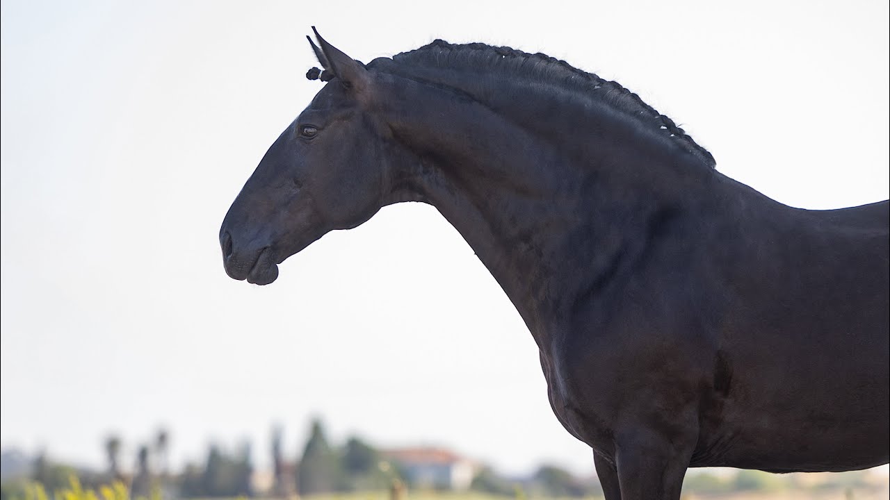 **SOLD** Old-type looking Lusitano Schoolmaster - ideal for amateurs (REF#864)