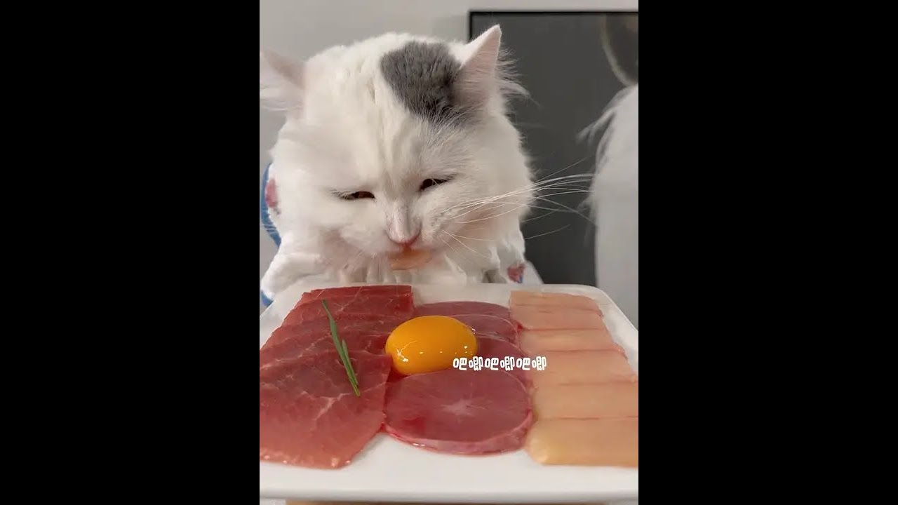 Aboriginal daily meals cute kitten pet eating broadcast