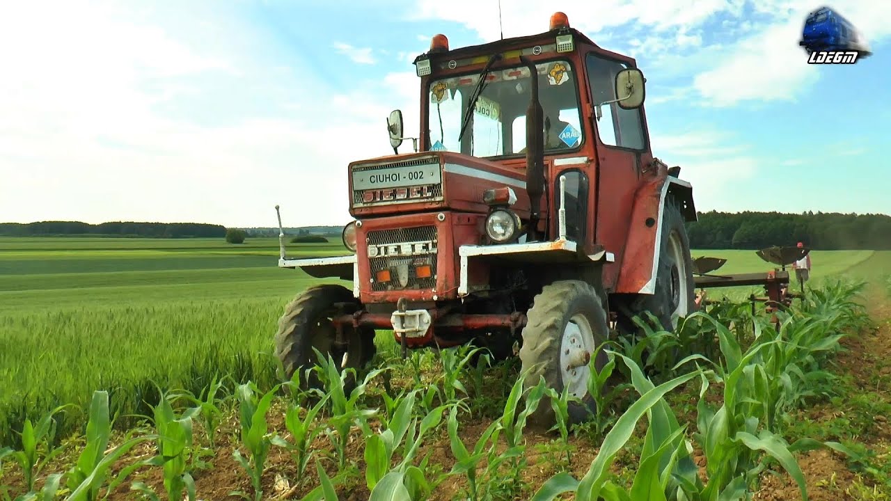 🚜 UTB 445 la Prășit Porumb 🌽 în Bihor