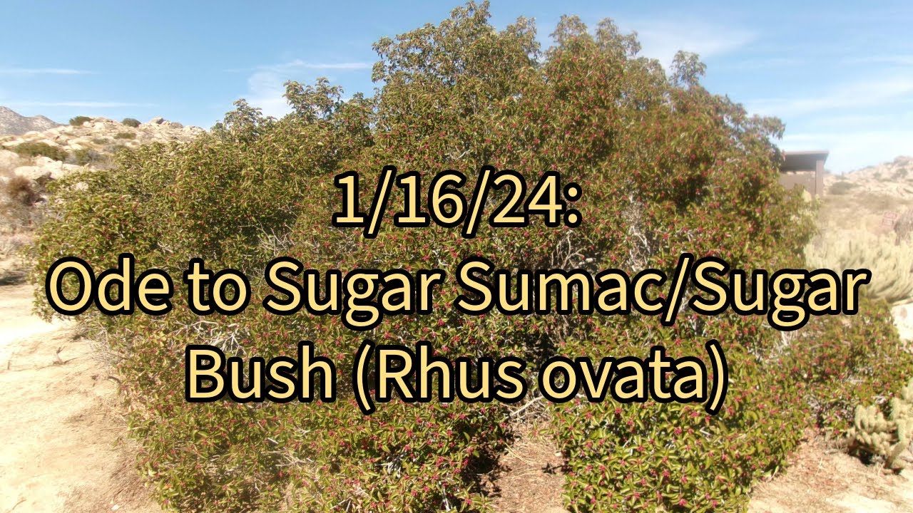 1/16/24: Ode to Sugar Bush (Rhus ovata)- Culp Valley- Anza-Borrego Desert State Park