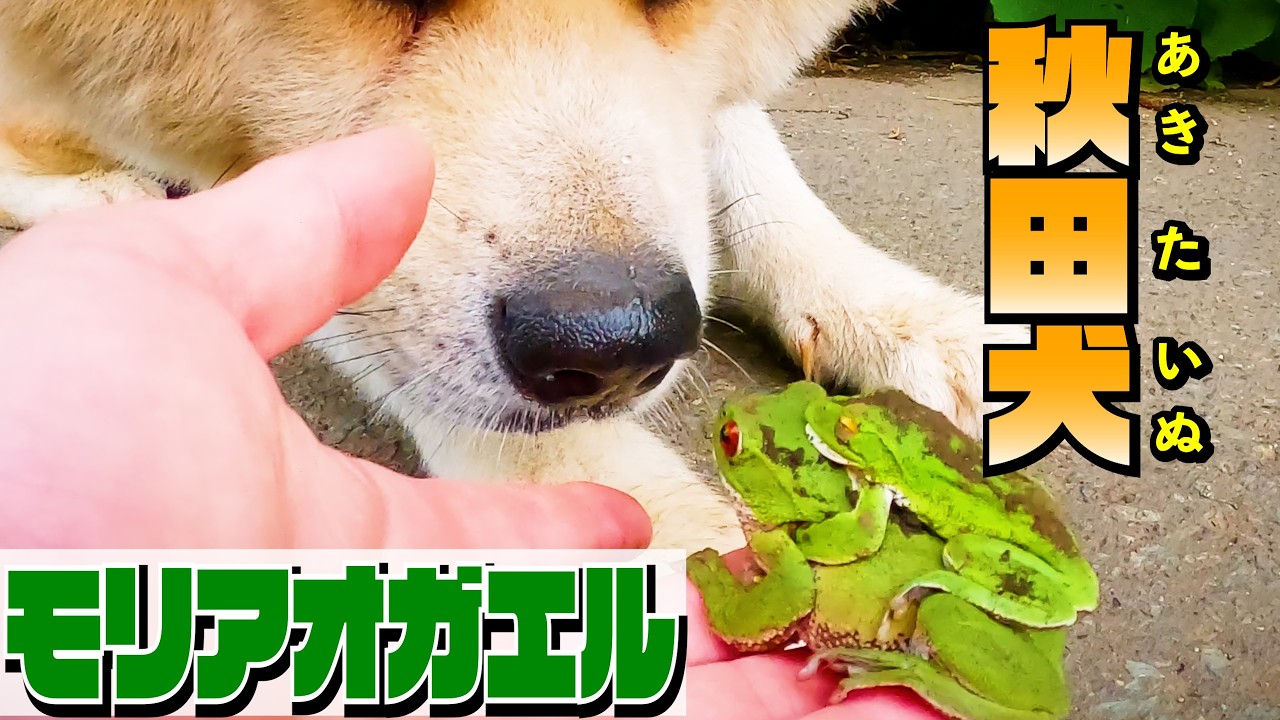【秋田犬の日常の一コマ】おしっこを漏らすモリアオガエルと”秋田犬のびしゃもん”