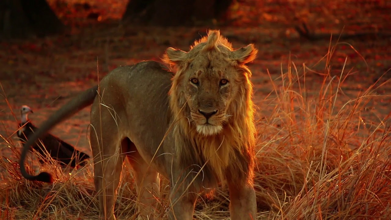 Kafunta Safaris - The Three Properties