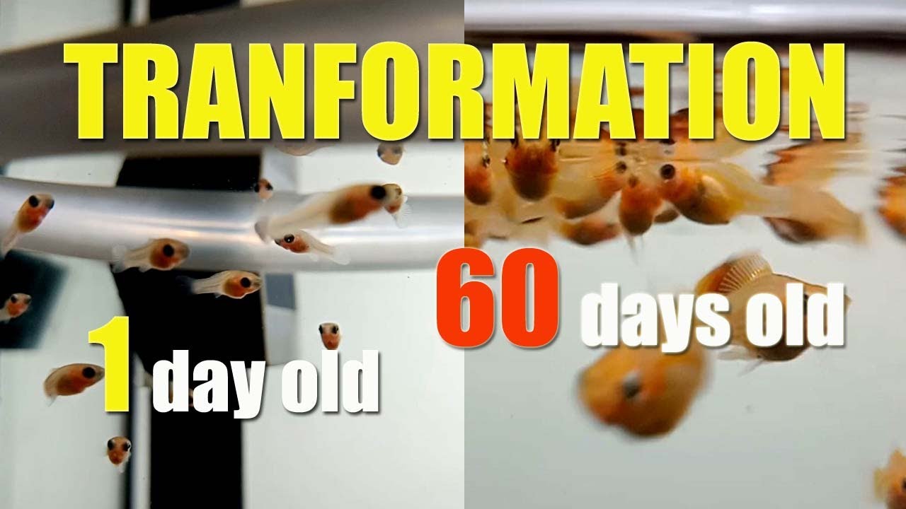 MOLLY BALLOON fish TRANSFORMATION  from 1 to 60 days olds