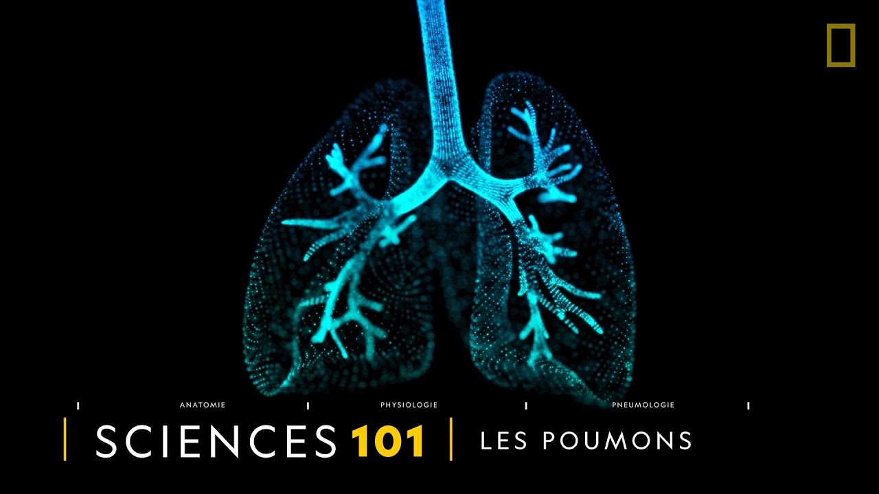 COMPRENDRE : les poumons
