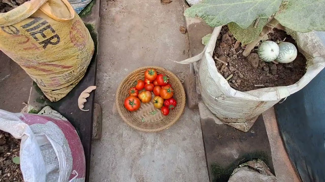 অনেকদিন পর কিছু শাকসবজি তুললাম বাগান থেকে। 😊