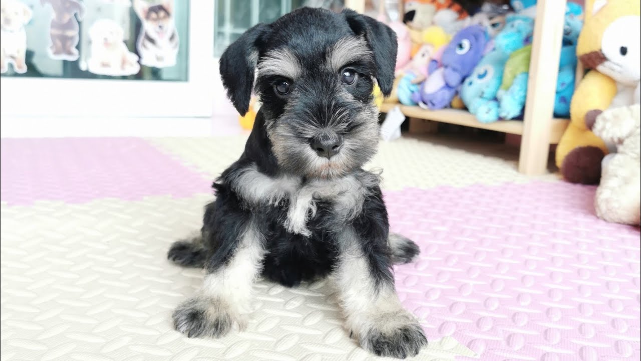 Miniature Schnauzer First Day At Home