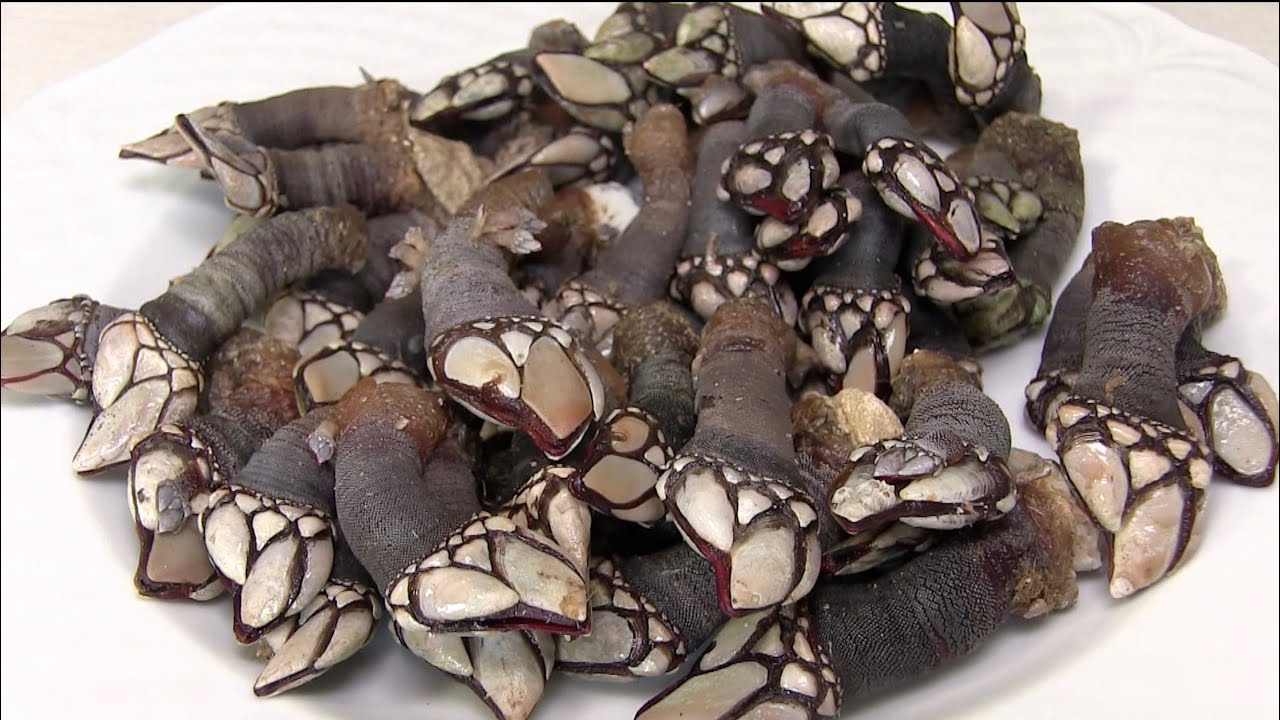 Percebes, il crostaceo piu caro al mondo