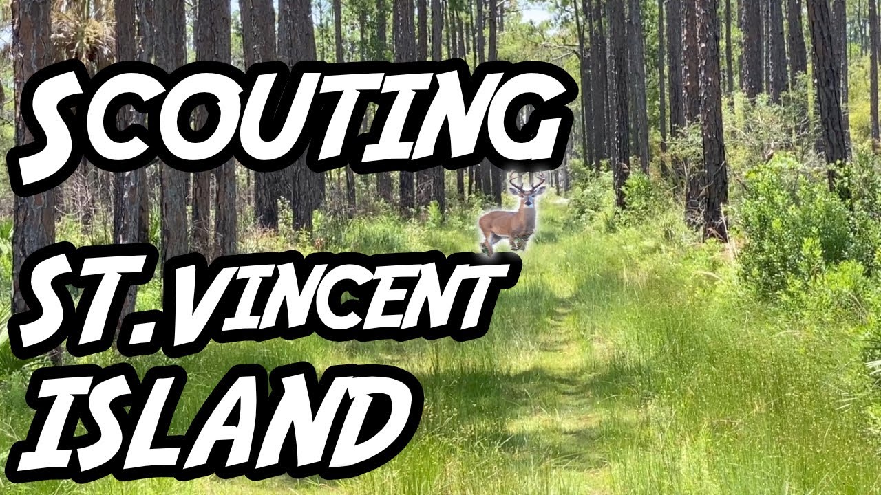 Public Land SAMBAR DEER SCOUTING on St. Vincent Island, Florida (SNS 2022-23 #6)