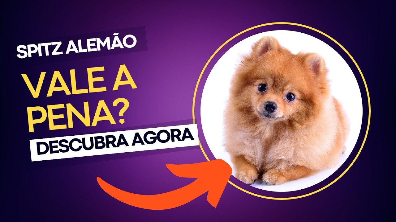 SPITZ ALEMÃO: Tudo o que VOCÊ PRECISA SABER em um só VÍDEO!