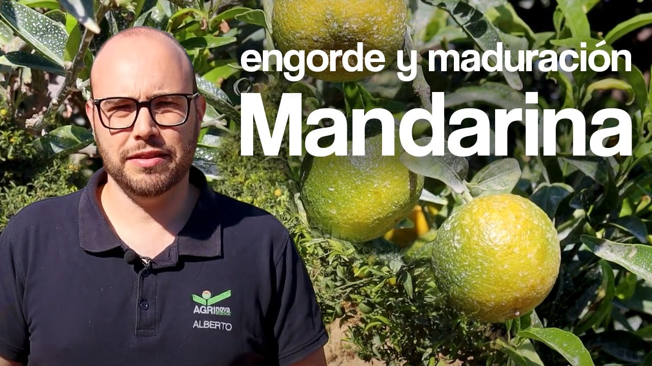 Cómo mejorar el engorde y la calidad del fruto en mandarina - Recomendaciones AGRI nova Science