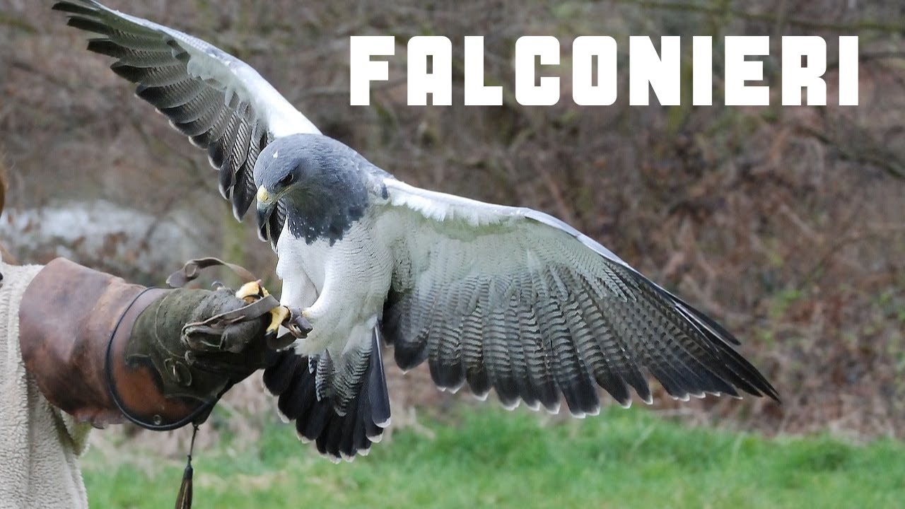 Falconeria medievale: La Caccia