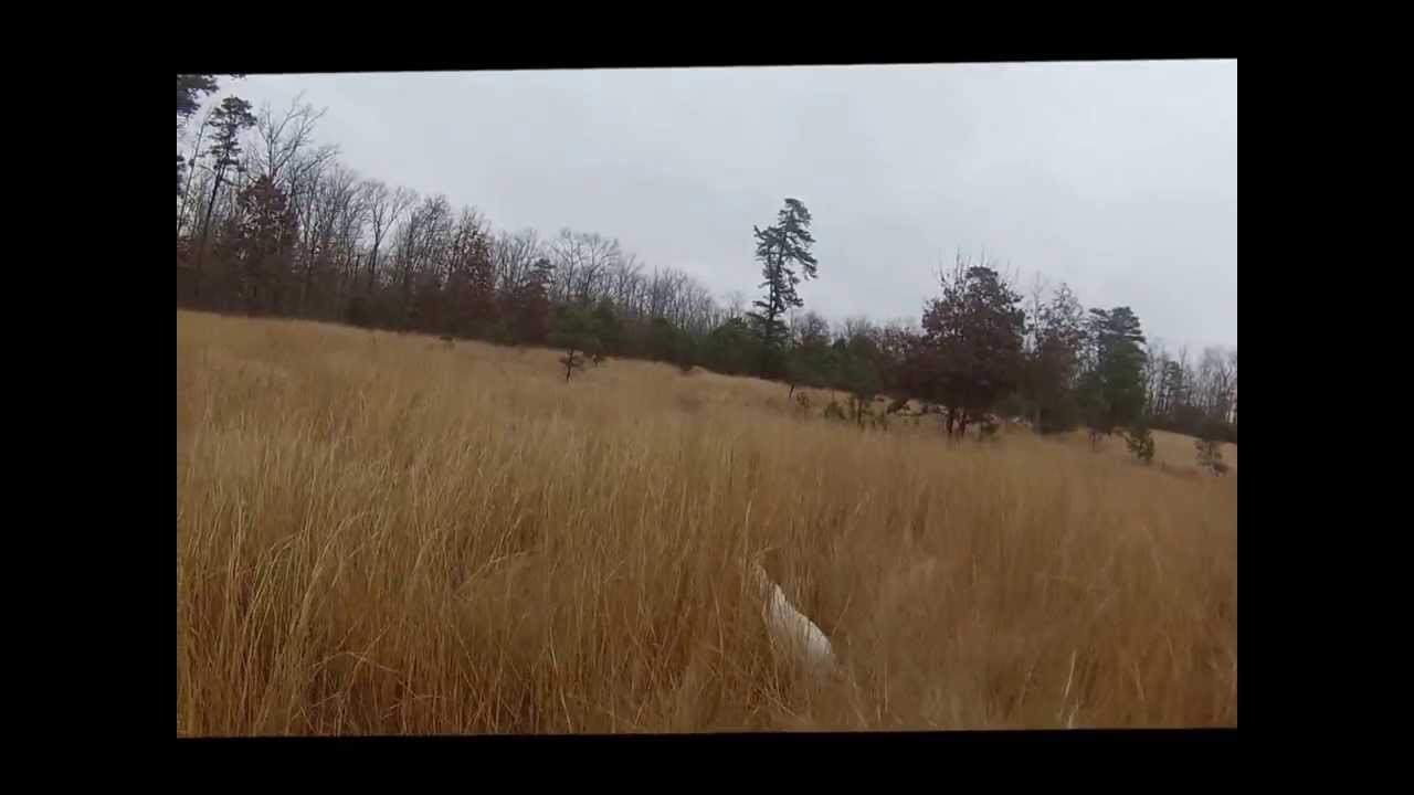 Clumber Spaniel hunting quail