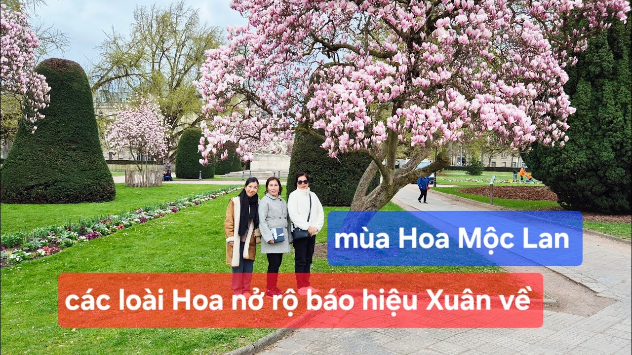 Mùa Hoa Mộc Lan ở Pháp/ Mai rừng/ hoa đào nở rộ báo hiệu Xuân sắp về/ Mẹ và Di 5 rất thích.