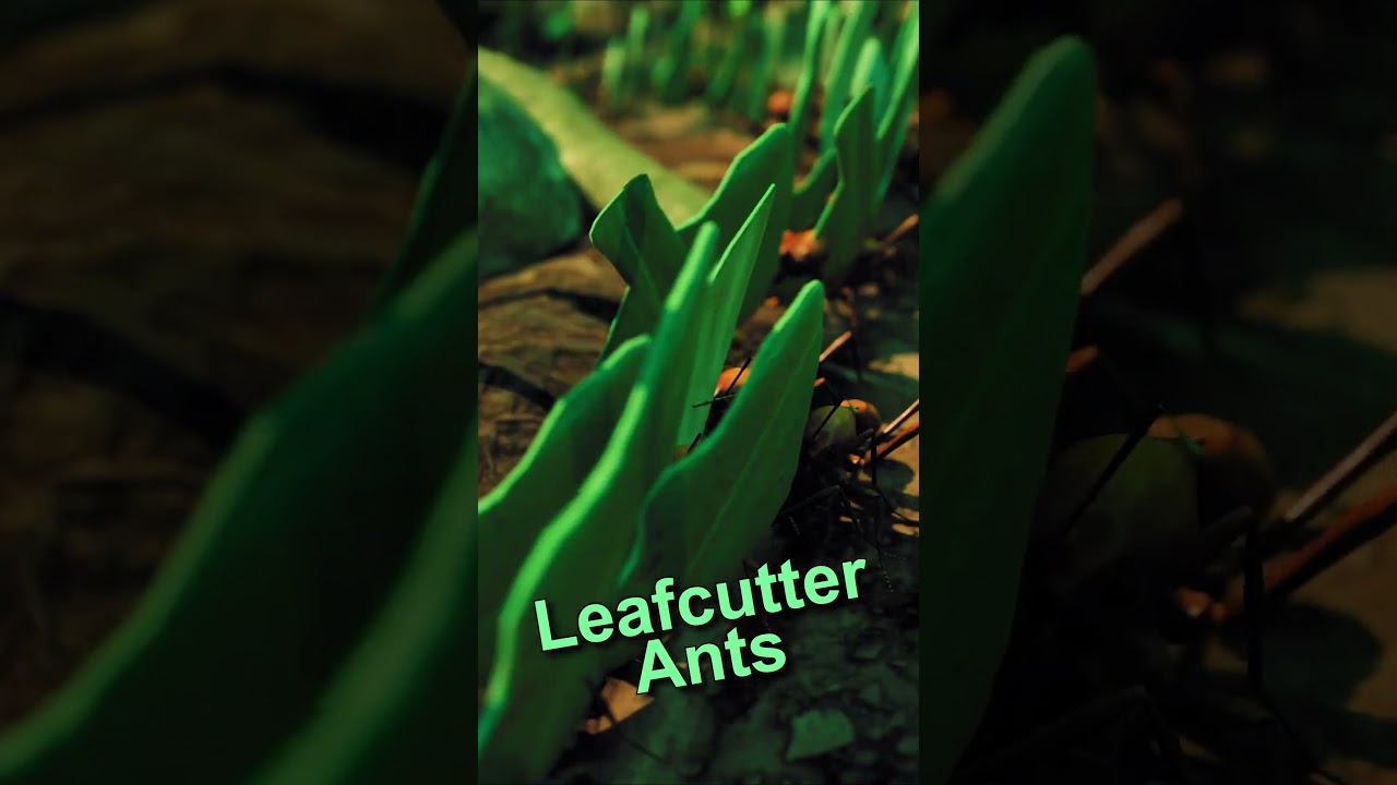 Leafcutter ants #ants #gaming #insects #nature