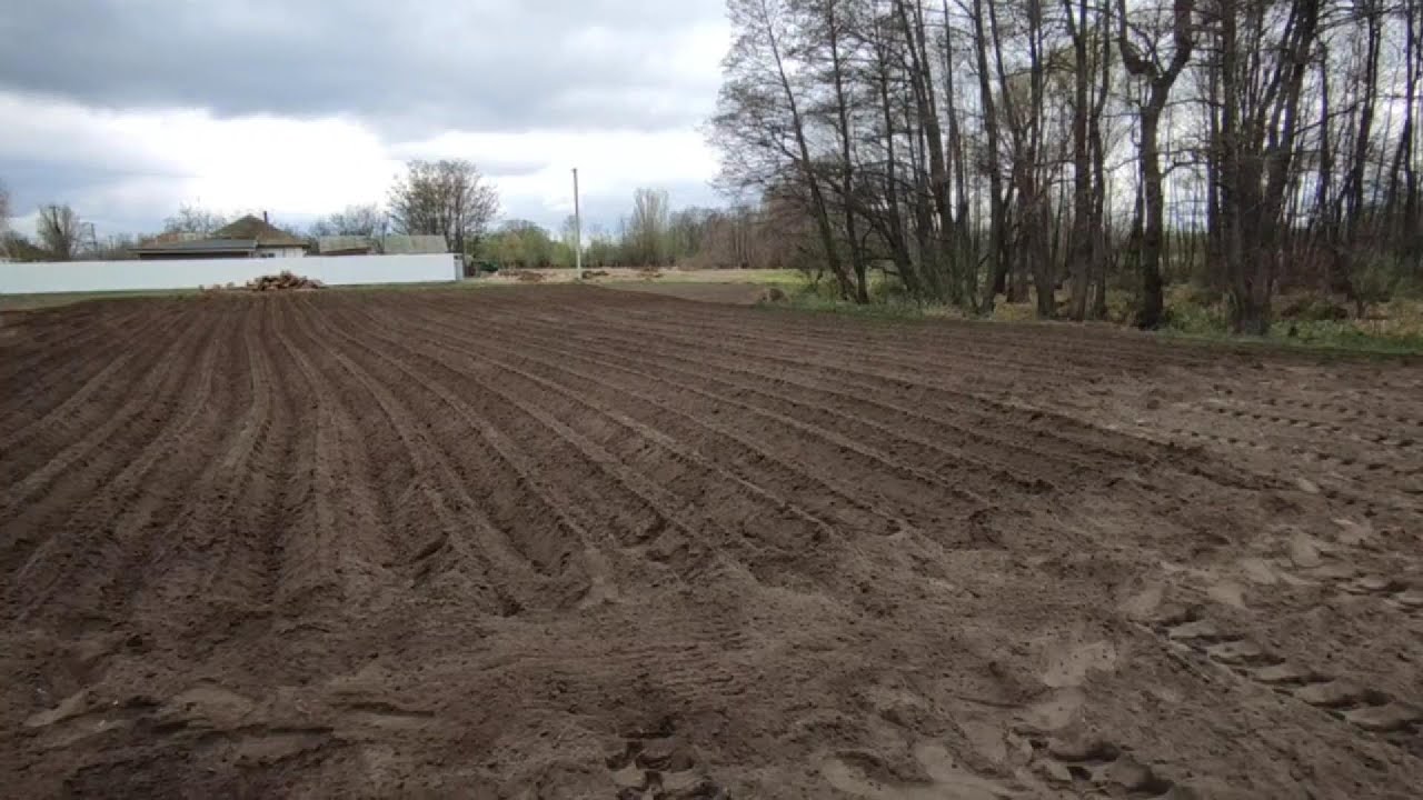 Посадка картоплі 2025