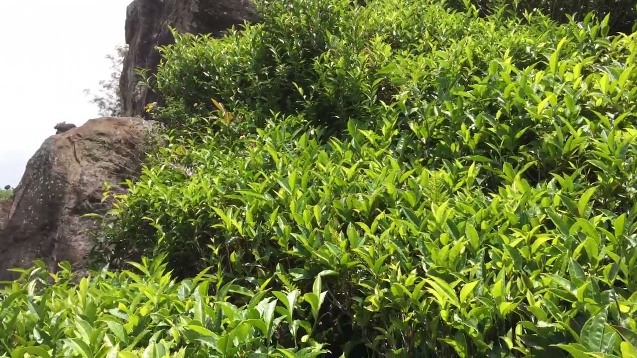 Ooty tea estate view
