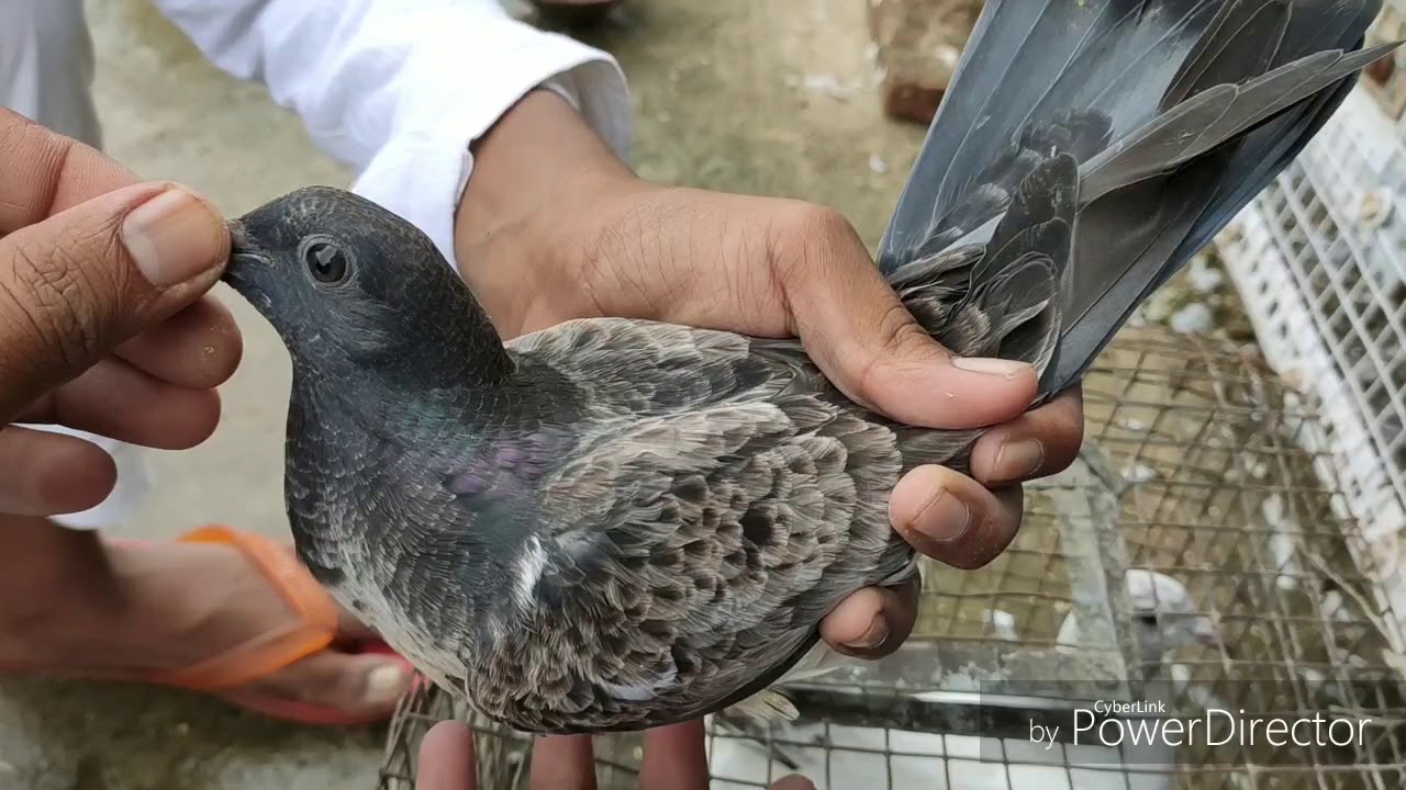 5 patthe tayyar huwe or 13 patthe sold out kiye 😄🤣 || rainbow🌈 Or kabutaron ki nahlai dhulai