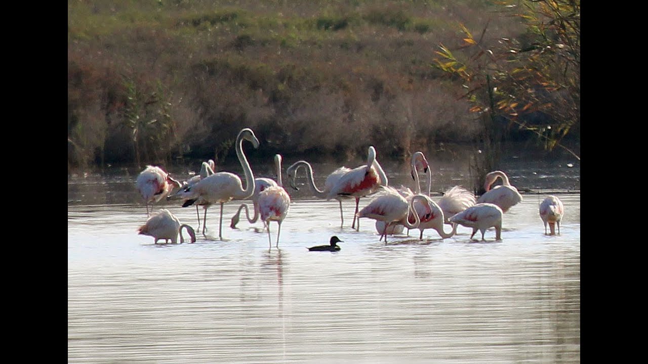 REPORTAJE DE AVES, FAUNA Y VEGETACIÓN PARQUE NATURAL DE EL HONDO | ESCUELA AUDIOVISUAL AFOTARTEC