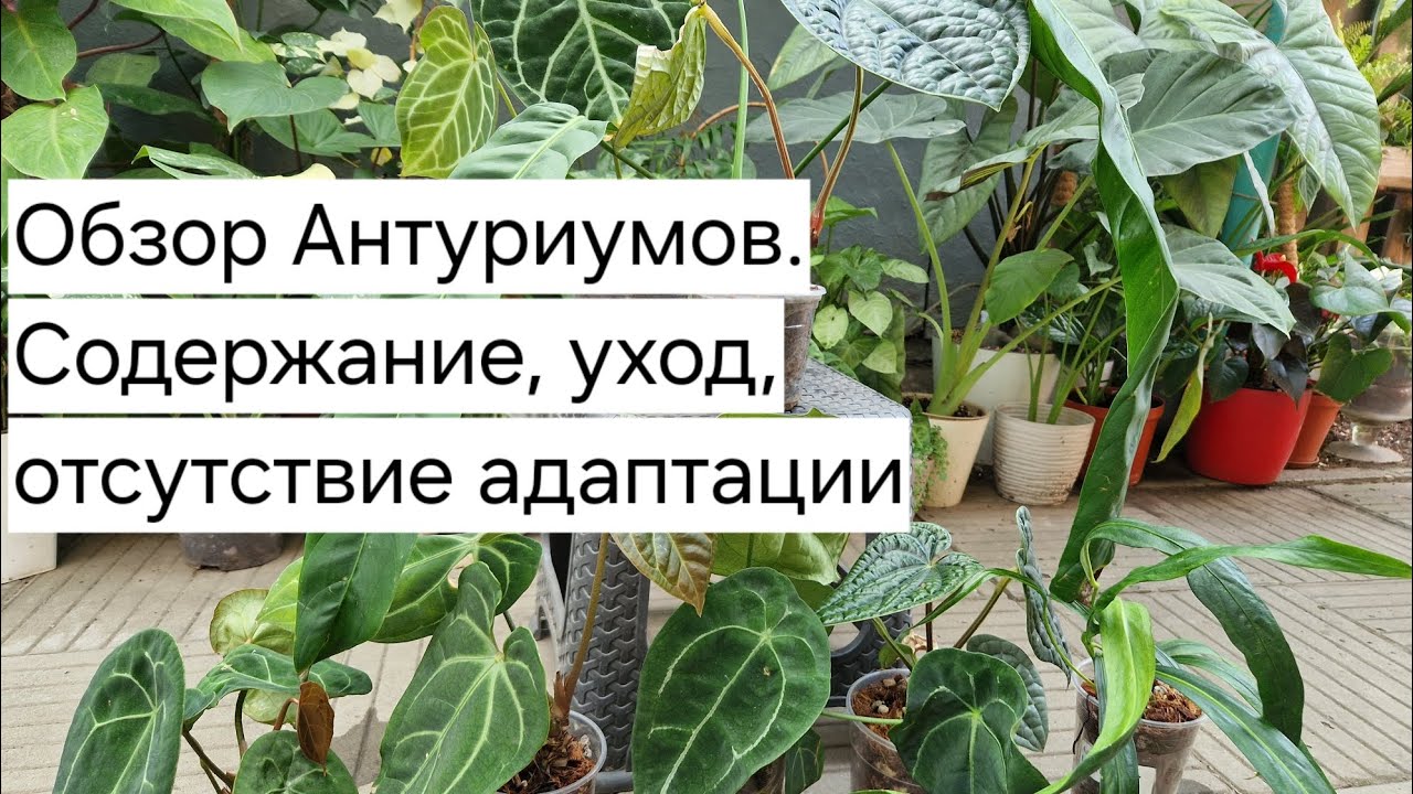 Обзор Антуриумов. Уход, содержание, отсутствие адаптации, мой опыт