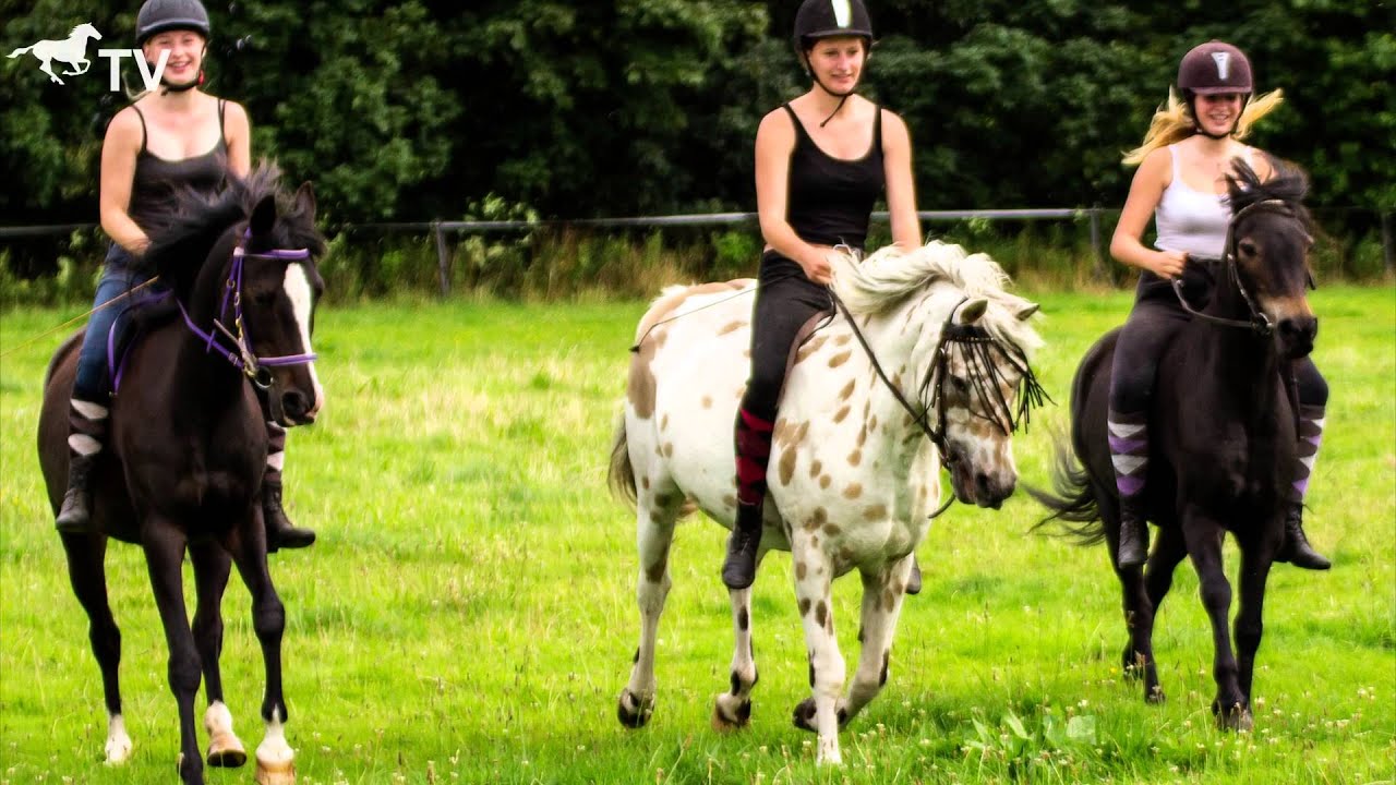 Ponyhof Fuchs in Hohenlockstedt auf der Koppel (Diashow)