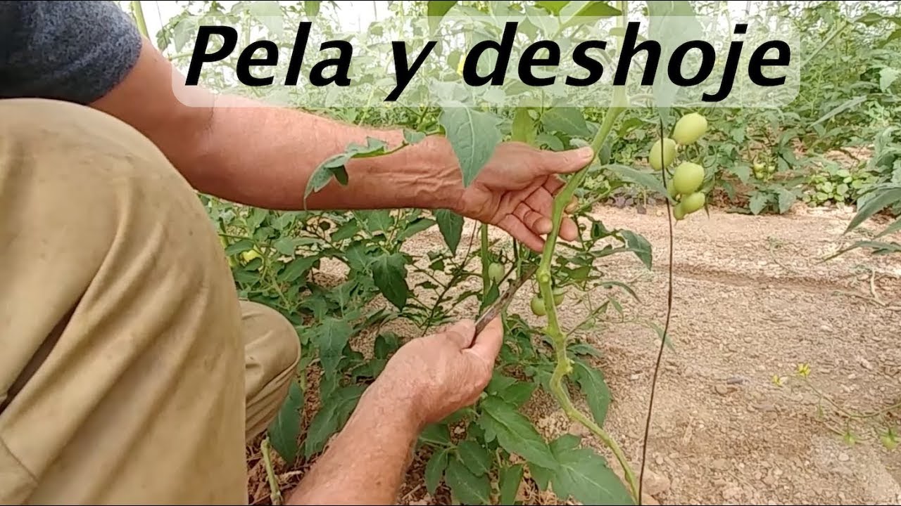 PODA y DESHOJE || ¿Cómo han crecido las plantas de tomate? || Organic Roquetas ||