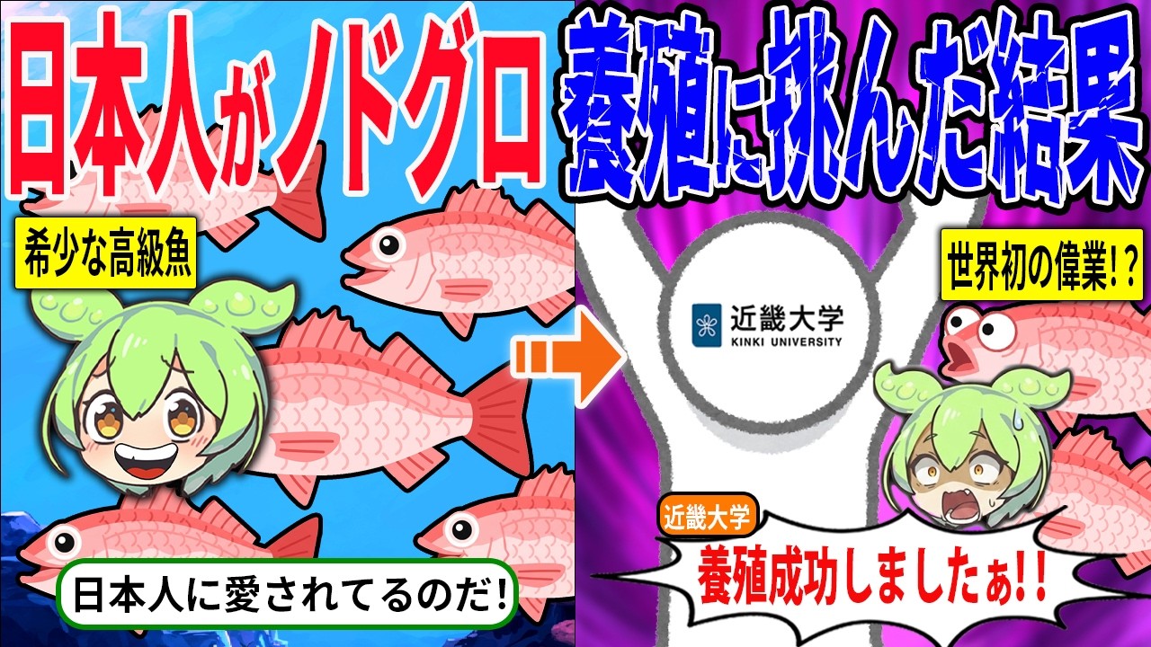 世界初！！日本人が超高級魚ノドグロの養殖に成功しました！【ずんだもん＆ゆっくり解説】