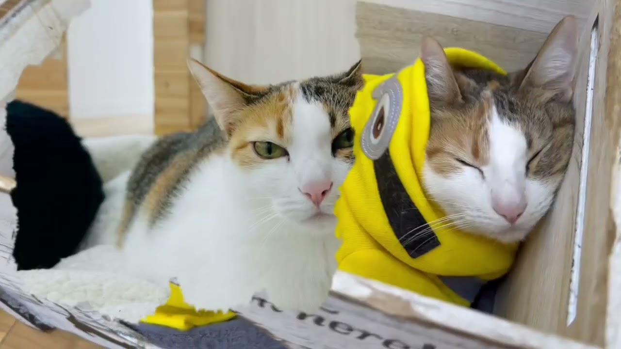 保護猫カフェColors　猫紹介　５話　よいこ#就労継続支援B型#保護猫カフェ#福祉と猫
