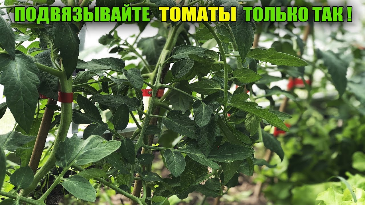 СПОСОБ ПОДВЯЗКИ ТОМАТОВ ЗА 1 СЕКУНДУ ЖАЛЬ ЧТО Я РАНЬШЕ НЕ ЗНАЛА ОБ ЭТОМ СПОСОБЕ