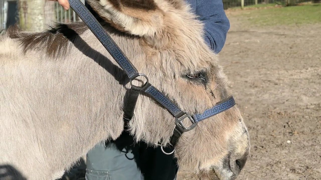 Mettre un licol, tenir et mener un 