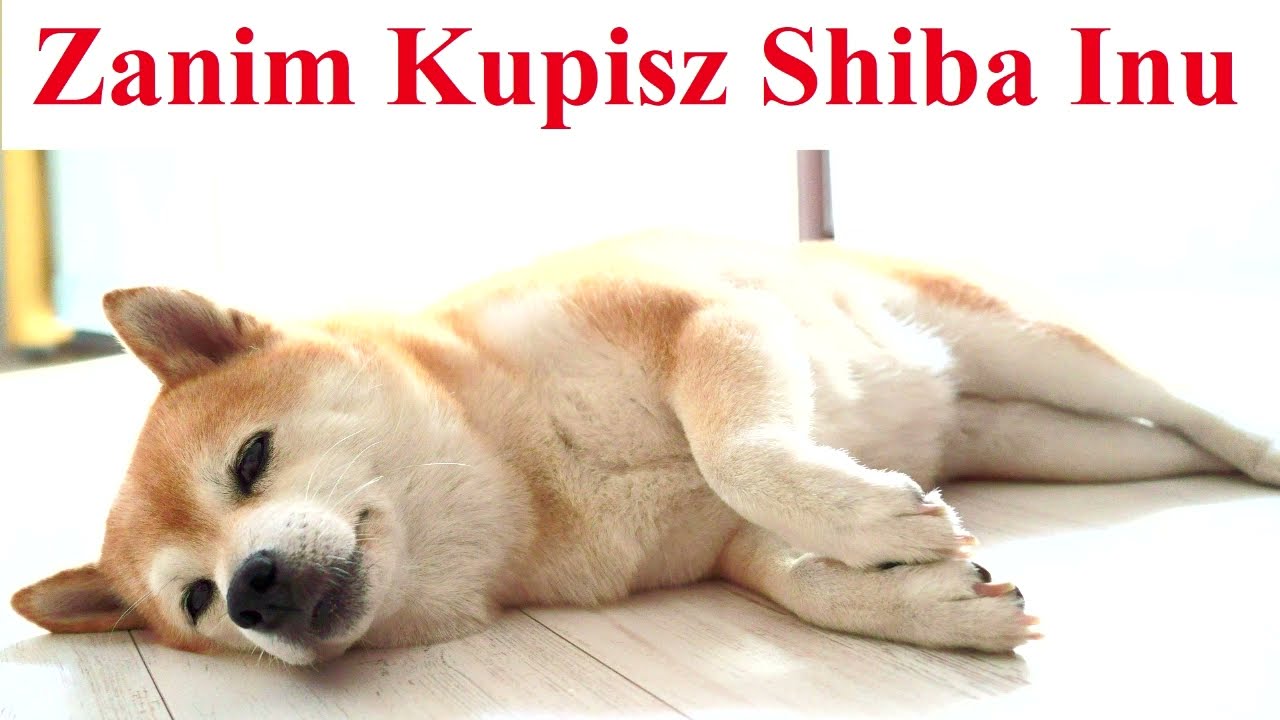 Zanim Kupisz SHIBA INU