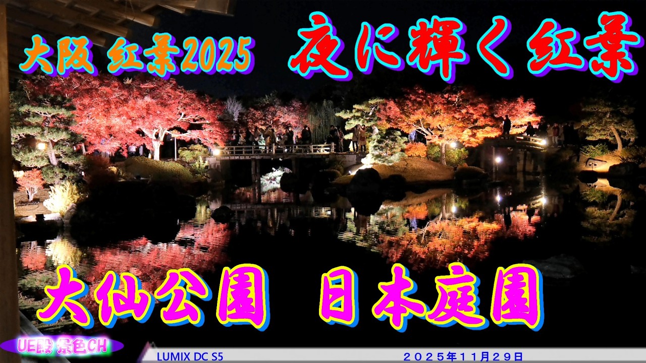 【大阪 紅葉2025】大仙公園 日本庭園のライトアップ！夜景が美しい穴場スポット（2025年11月29日）