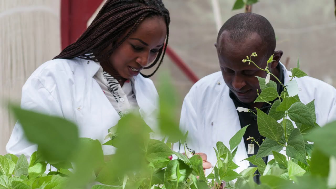 Climate Smart Beans in Kenya