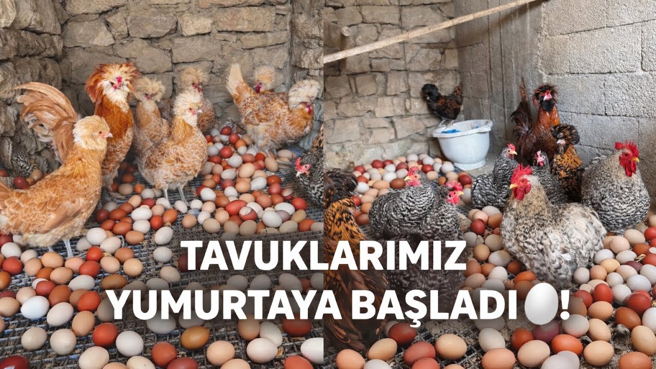 KÜMESİZDEKİ TAVUKLARIMIZ YUMURTAYA BAŞLADI!KÜMESİMİZDE SON DURUM SİZLERLE! #yumurtatoplama #yumurta 