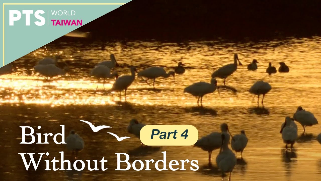 Bird Without Borders｜4 of 4｜Documentary｜Stories of the Black-Faced Spoonbill｜返家八千里－黑面琵鷺　ENG/CHI SUB
