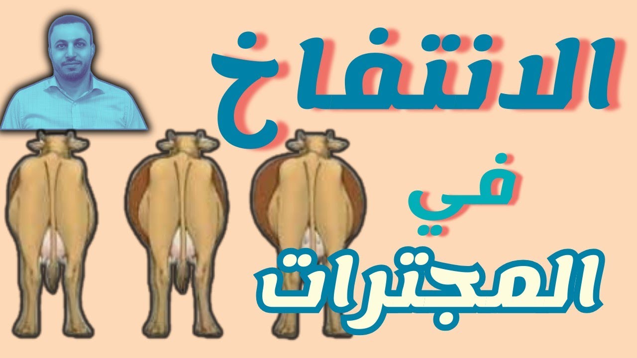 الانتفاخ في المجترات سهل العلاج و صعب  المضاعفات #امراض_الابقار #امراض_الاغنام #امراض_الماعز #بيطري